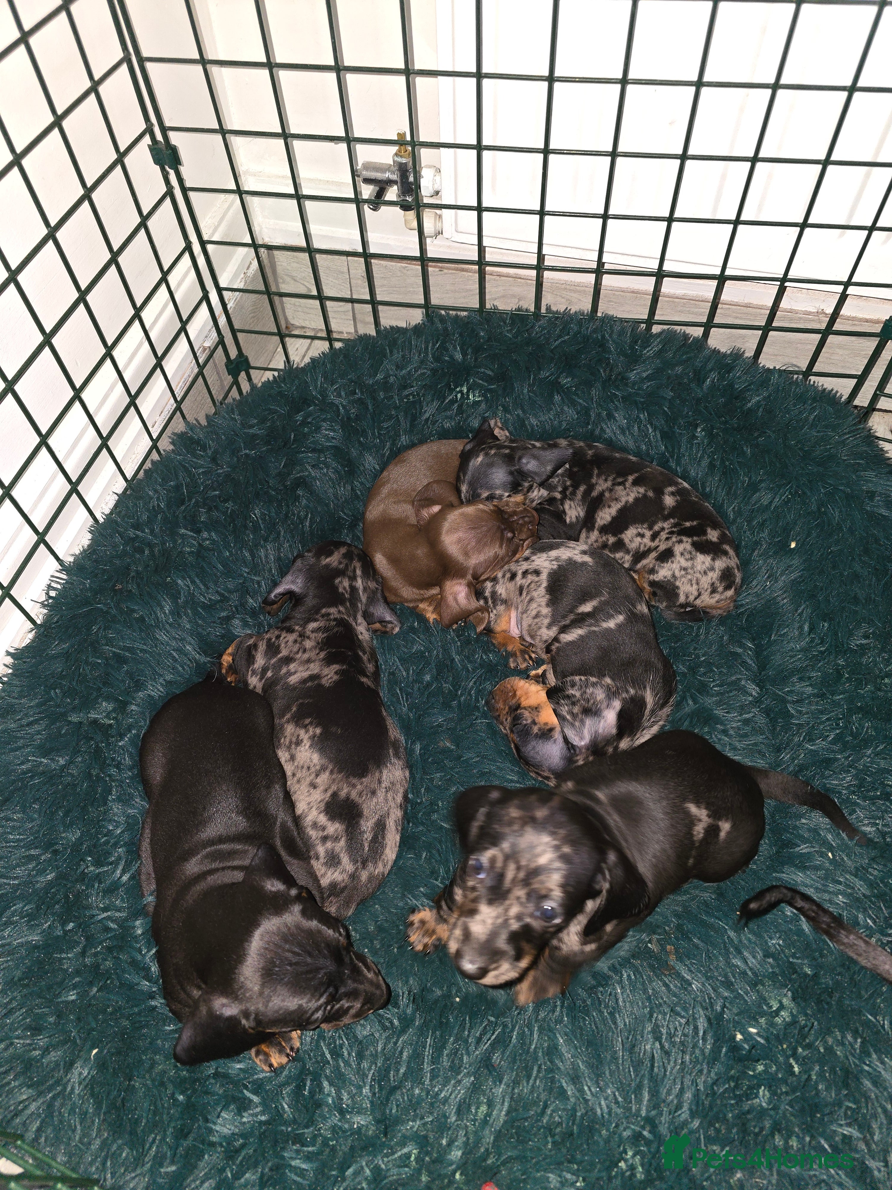 Dachshund dogs 6 mini daschunds looking for new home - Advert 1