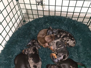 Dachshund dogs 6 mini daschunds looking for new home - Advert 6