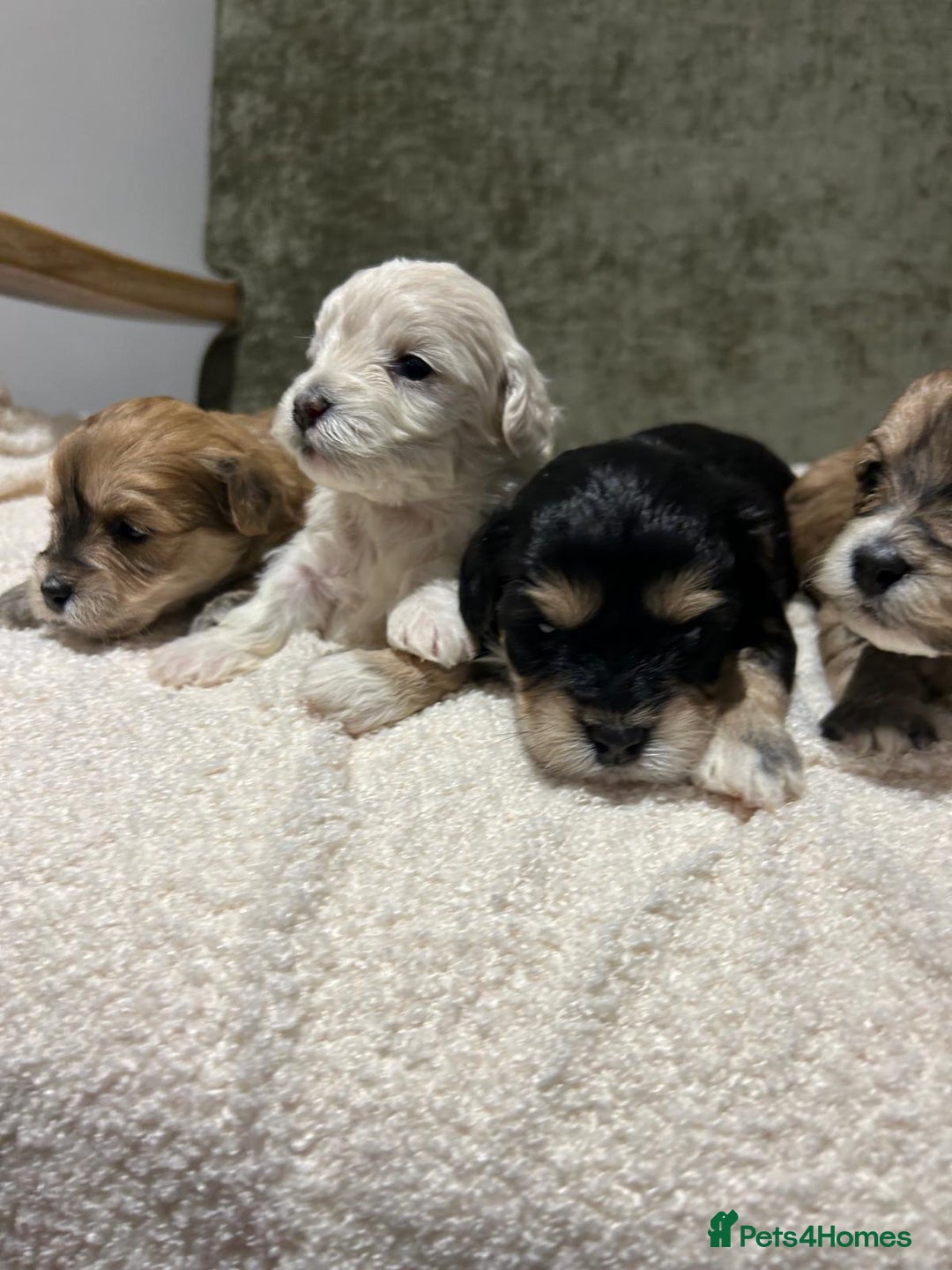 Maltipoo dogs for sale: Maltipoo puppies  - Advert 5