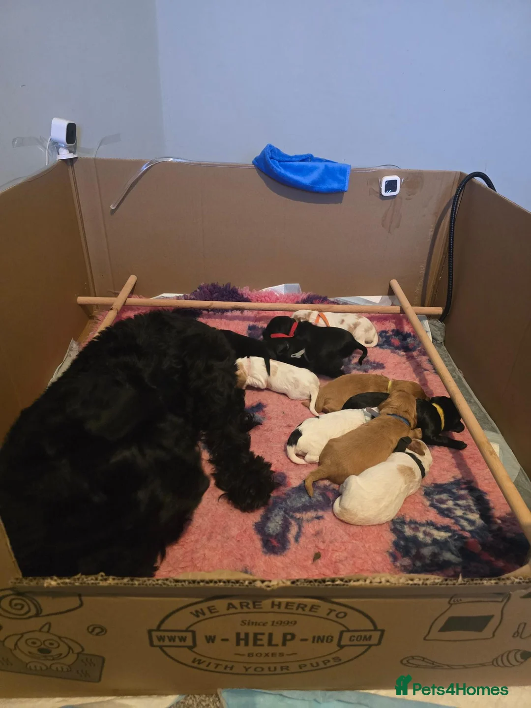 Cockapoo dogs for sale: Coming soon!  - Advert 2