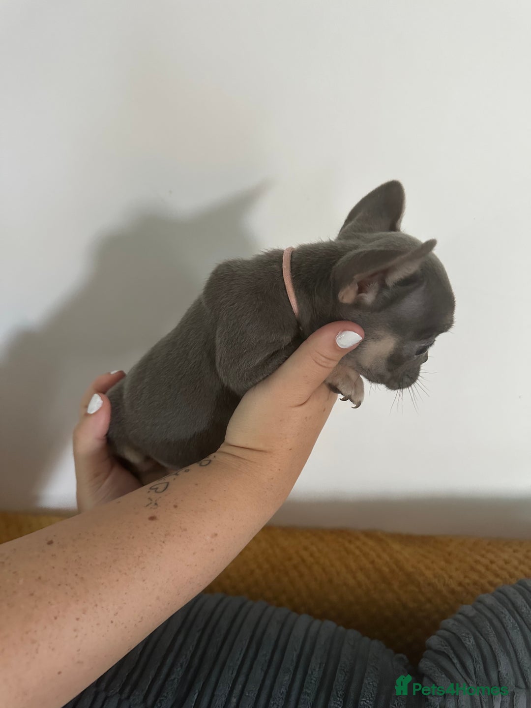 French Bulldog dogs for sale: French Bulldog Fur Babies  - Image 4