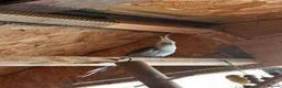Cockatiels birds for sale: lutino and white faced Cockatiel - friendly pair - Advert 7