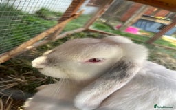 Mini Lop rabbits for sale: two male rabbits for sale  - Image 7
