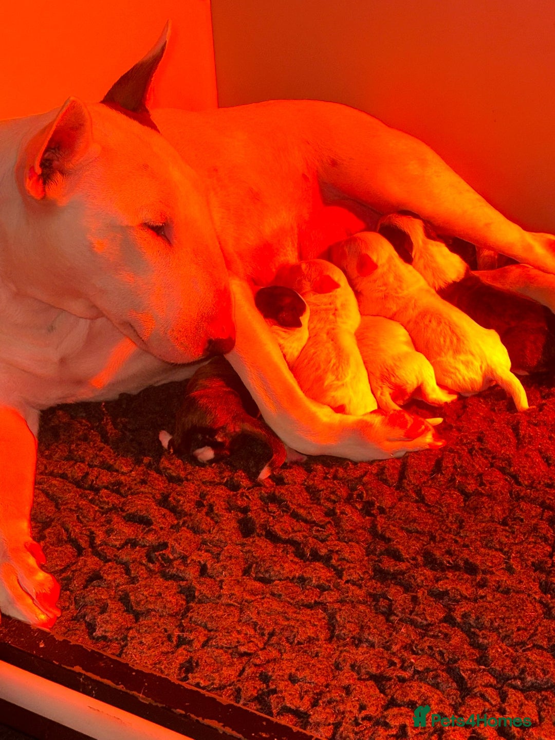 English Bull Terrier dogs for sale: 5 stunning English bull terrier boys  - Advert 18