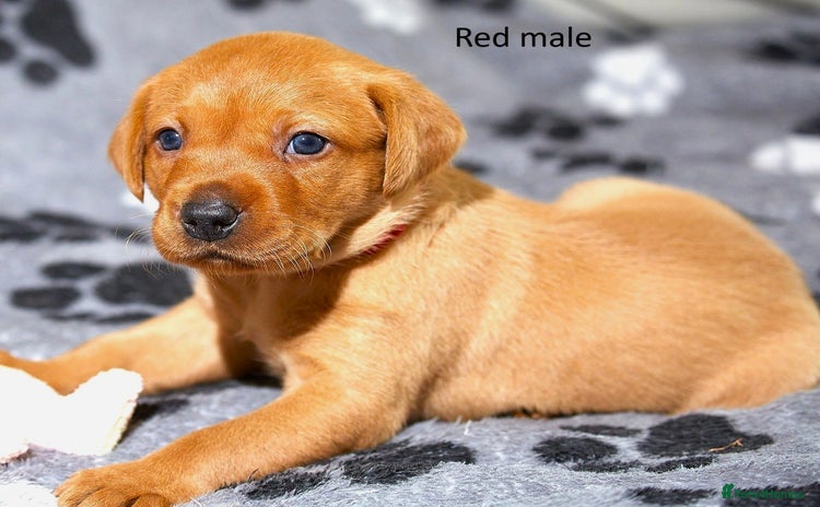 Labrador Retriever dogs - Advert 16