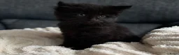 Siberian cats for sale: Beautiful siberian with American shorthair - Advert 5
