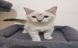 Ragdoll cats for sale: Ragdoll stunning kittens - Image 7