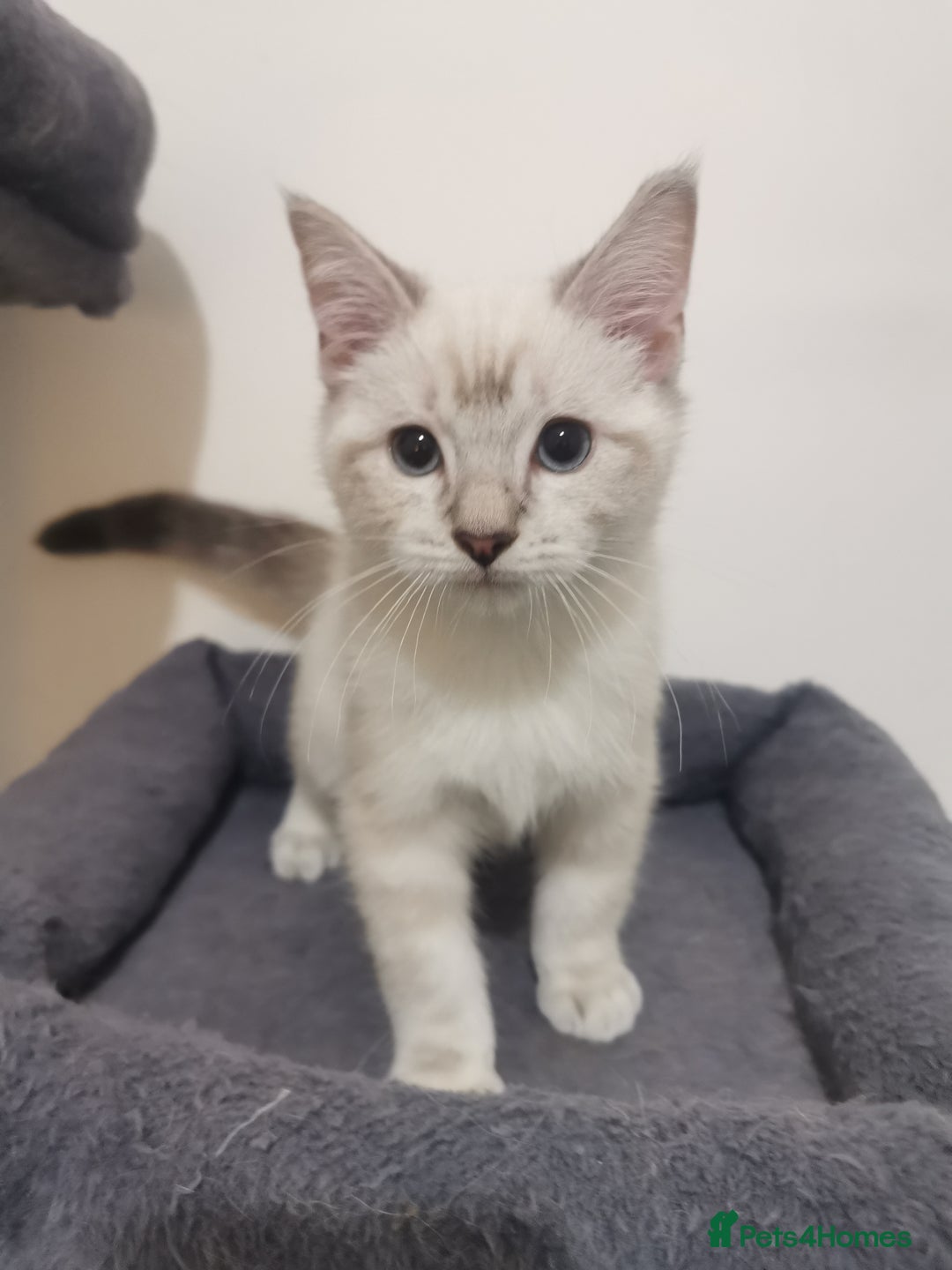 Ragdoll cats for sale: Ragdoll stunning kittens - Image 7