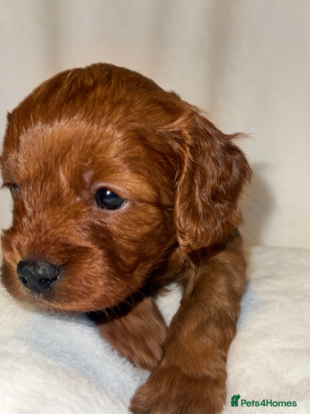 Cavapoo dogs for sale: 4 Gorgeous f1 Cavapoo’s. Parents health tested - Advert 25
