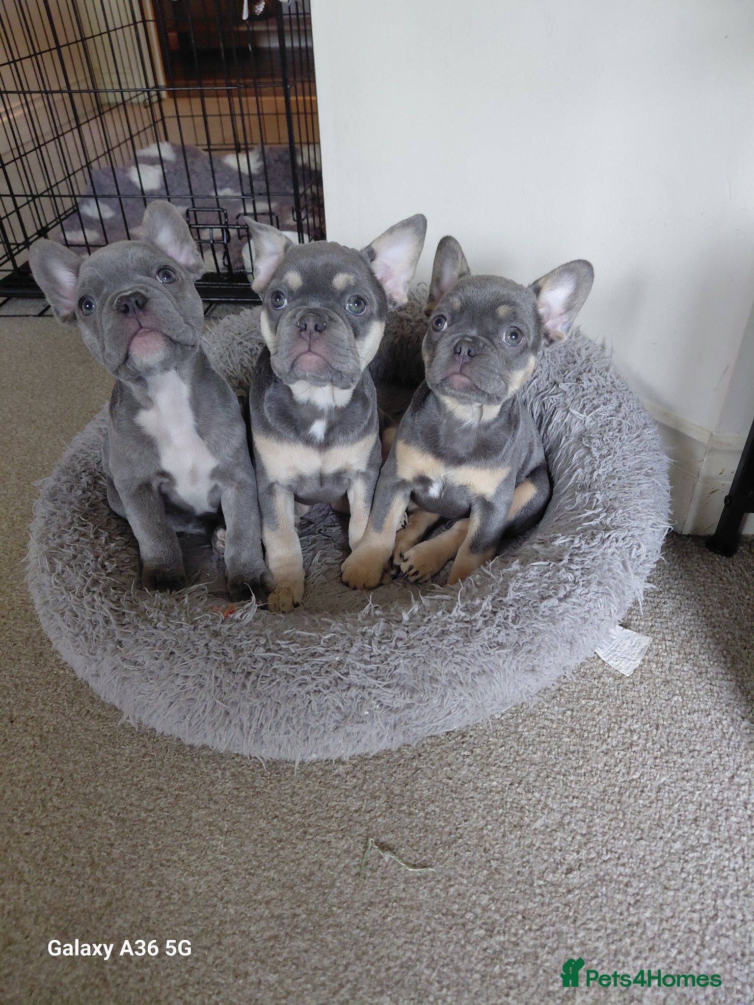 French Bulldog dogs French Bulldog Puppies - Advert 11