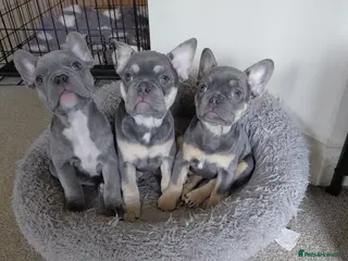 French Bulldog dogs French Bulldog Puppies - Advert 11