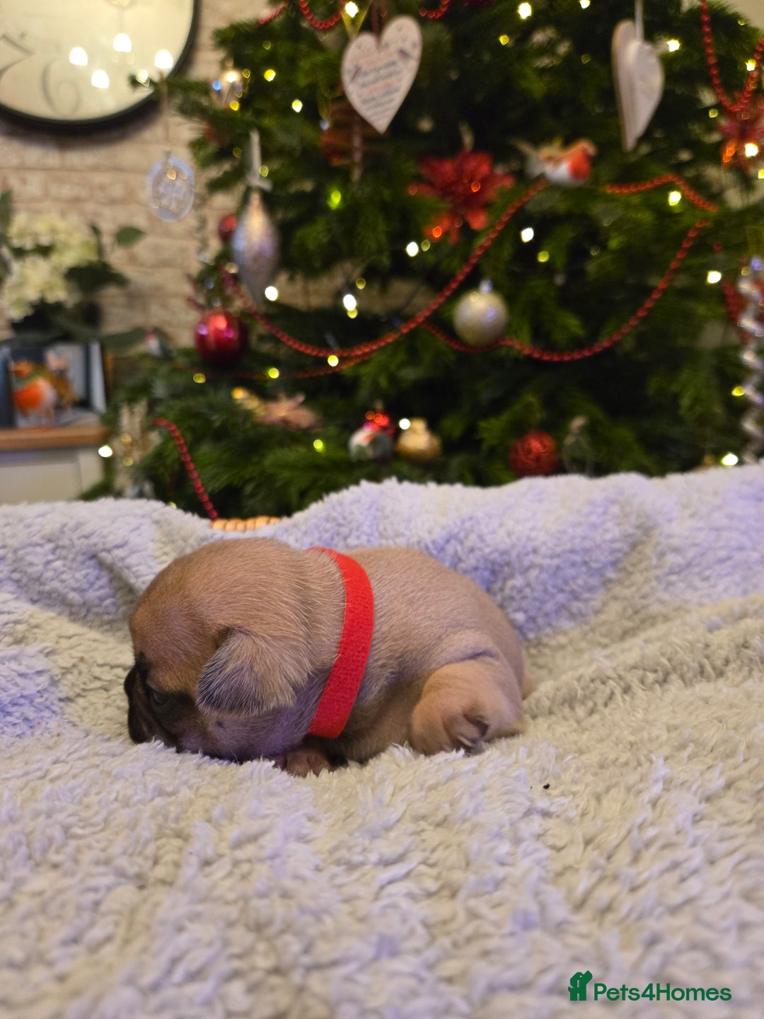 French Bulldog dogs for sale: French bulldog puppies.  - Advert 2