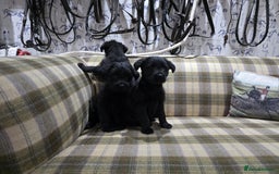 Labradoodle dogs for sale: Labradoodle puppies - Advert 3