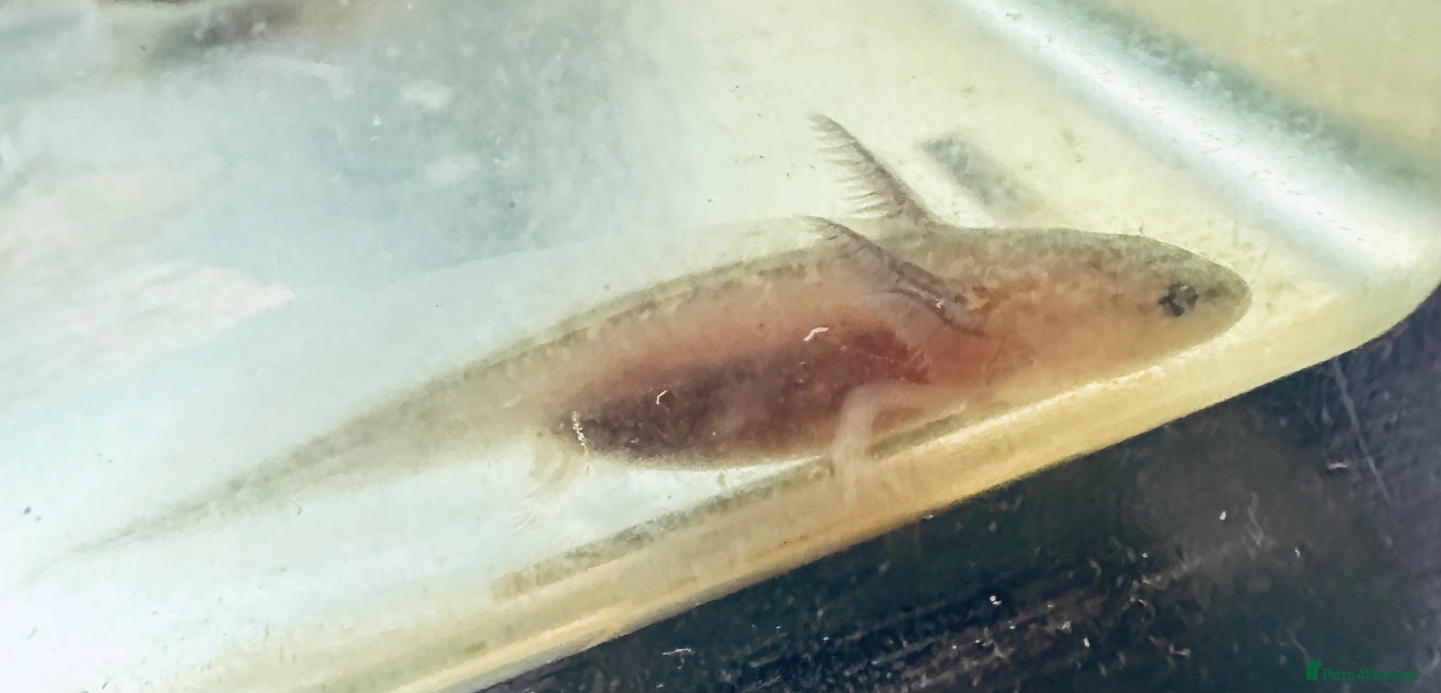 Axolotl reptiles Baby Axolotl 3-4cm - Advert 2