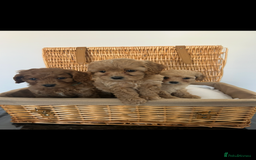 Cavapoo dogs for sale: Stunning, F1 Cavapoo fully health tested parents  - Image 19