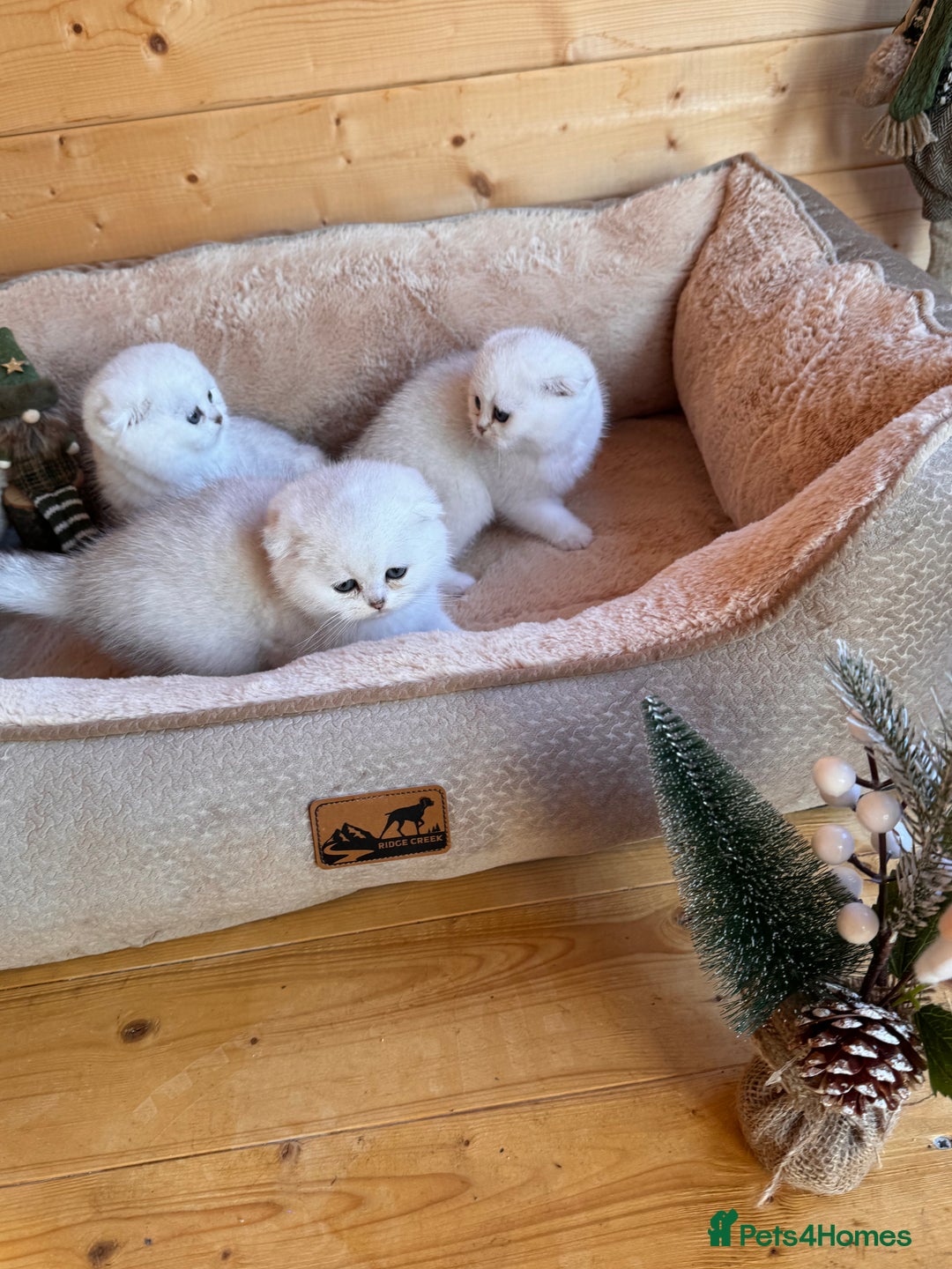 Scottish Fold cats for sale: Beautiful Silver & White Scottish Fold Kittens  - Advert 11