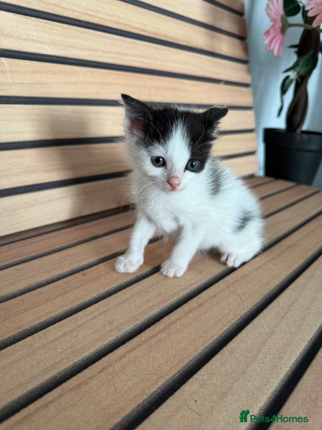 Mixed Breed cats for sale: kitten - Image 2