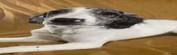 Sproodle dogs for sale: Sproodle pup's springer spaniel x poodle hypo coat - Advert 6