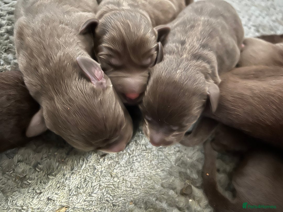Labrador Retriever dogs for sale: KC CHOCOLATE PUPS BRED FROM HEATH TESTED PARENTS - Image 4