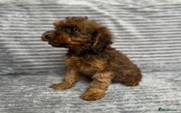 Cockapoo dogs for sale: Adorable Cockapoos looking for forever homes - Image 8