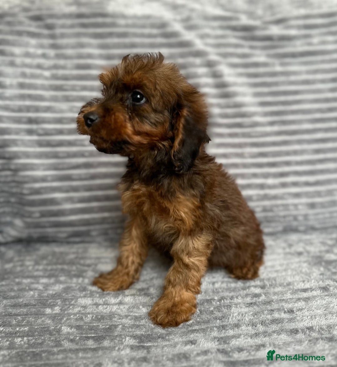 Cockapoo dogs for sale: Adorable Cockapoos looking for forever homes - Image 8