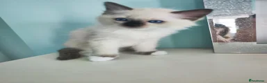 Ragdoll 1