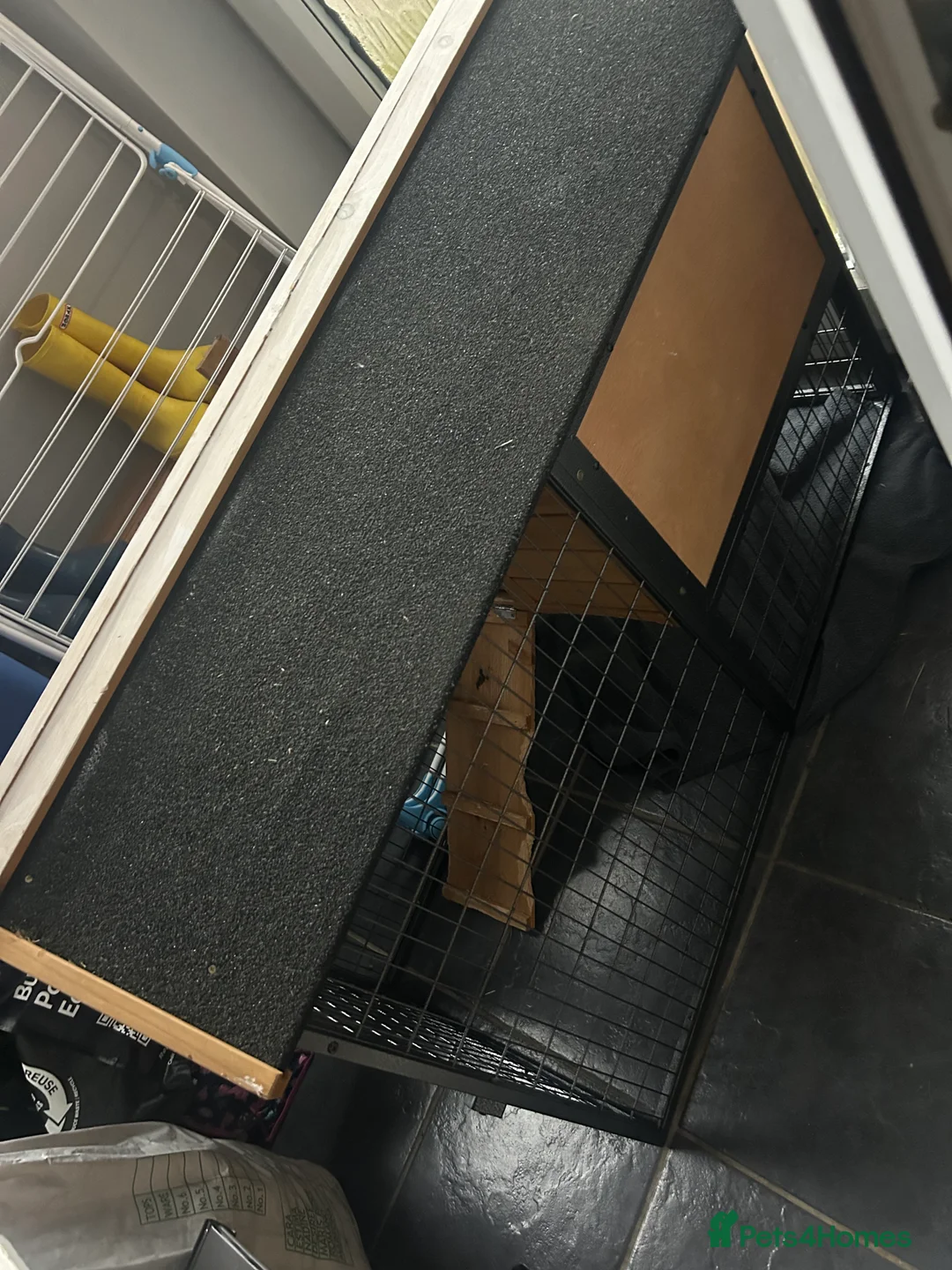 Mini Lop rabbits for sale: Mini Lop - Luna 🖤 - Advert 3