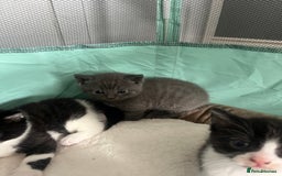 British Shorthair cats for sale: 3 British shorthair kittens  - Image 6