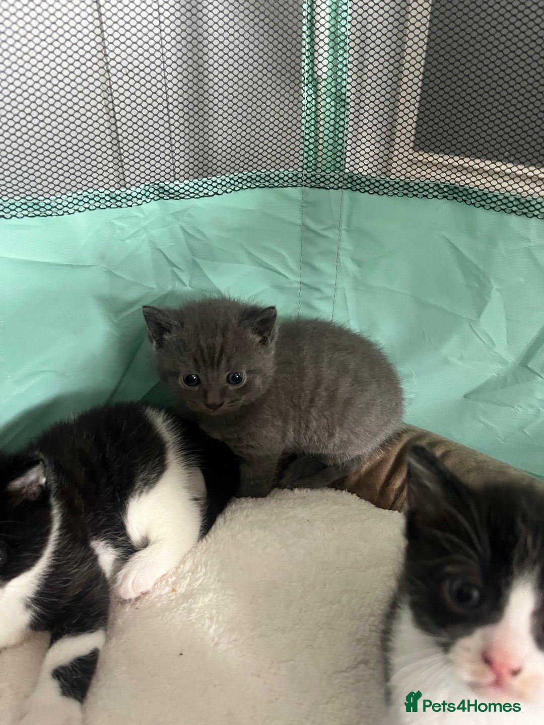 British Shorthair cats for sale: 3 British shorthair kittens  - Image 6