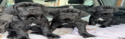 Neapolitan Mastiff dogs for sale: 2 black female Neapolitan mastiff puppies  - Advert 29