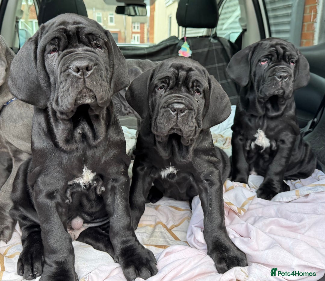 Neapolitan Mastiff dogs for sale: 2 black female Neapolitan mastiff puppies  - Advert 29