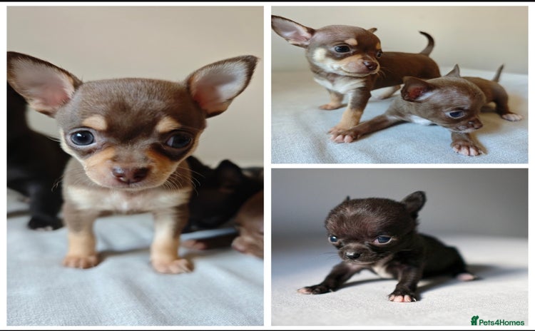 Chihuahua dogs - Advert 2
