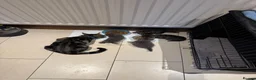 Mixed Breed cats for sale: 4 Beautiful Male Kittens Ready 15th May - Advert 5