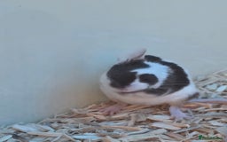Mouse rodents for sale: Over 50 baby mice all colours available  - Image 3