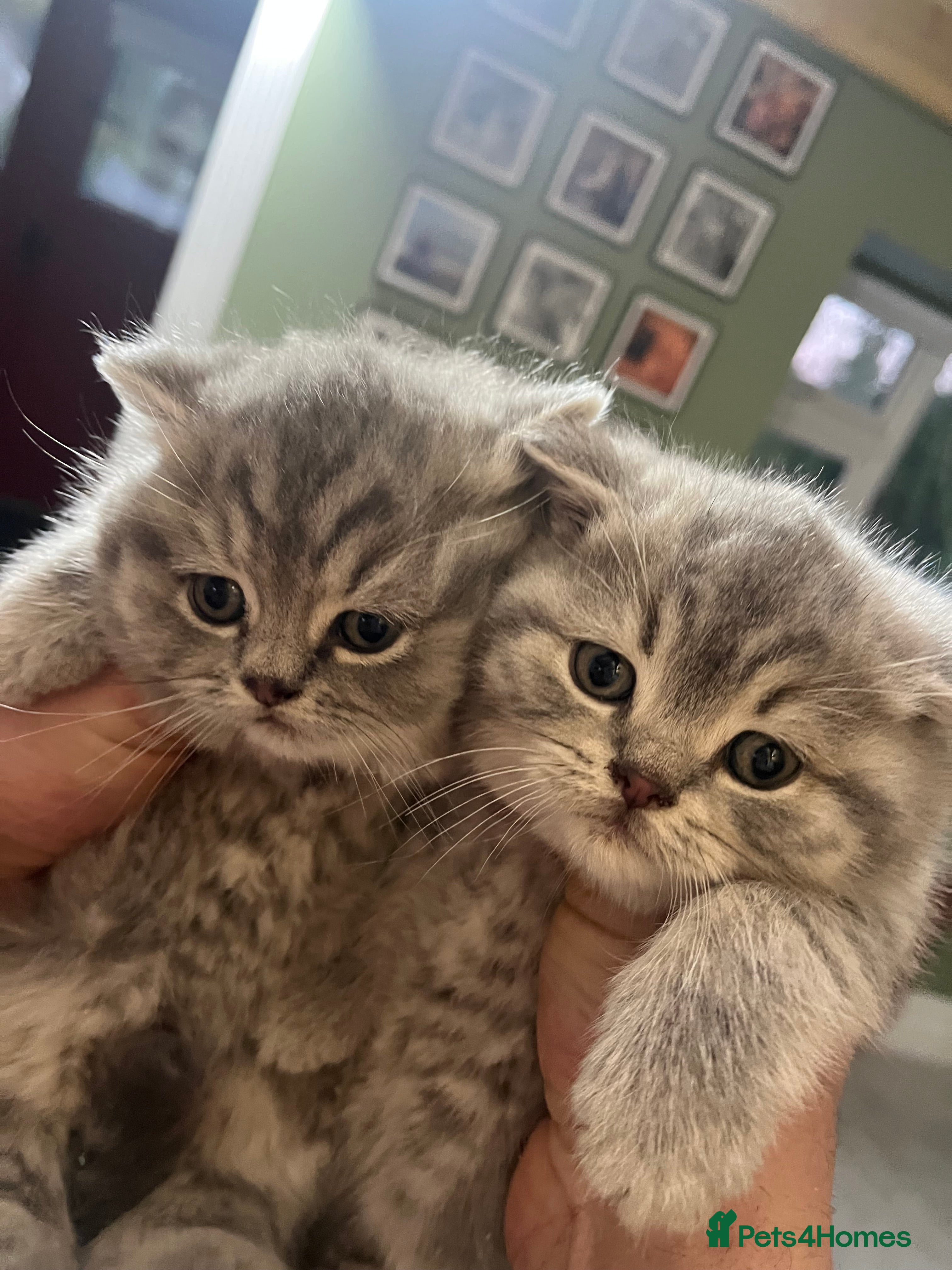 British Shorthair cats Purebred blue/White British Shorthair Kittens - Advert 1