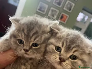 British Shorthair cats Purebred blue/White British Shorthair Kittens - Advert 5