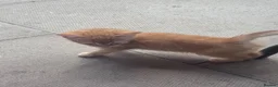 Bengal cats for sale: Kittens ready  - Advert 8