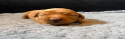 Golden Retriever dogs for sale: Happy healthy puppies - Advert 4