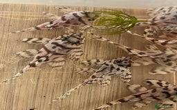 Plecos fish for sale: L236sw 1” and 2” available  - Image 7