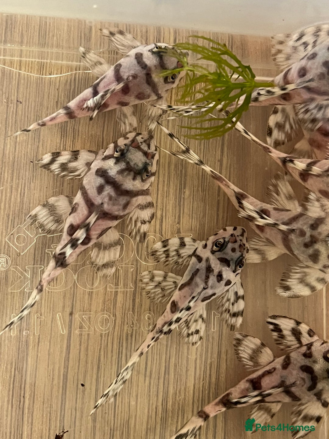 Plecos fish for sale: L236sw 1” and 2” available  - Image 7