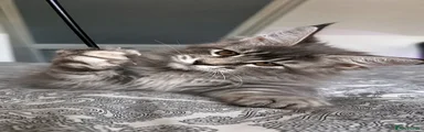 Maine Coon 3