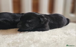 Labrador Retriever dogs for sale: 7 STUNNING BLACK LABRADOR PUPPIES - Image 4