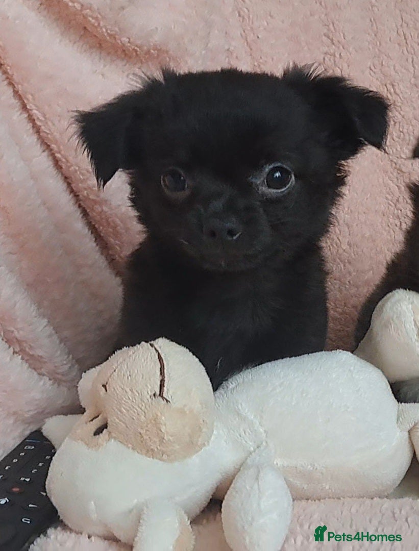 Chihuahua dogs 9 wk old Black long coat Boy chihuahua puppy - Advert 15