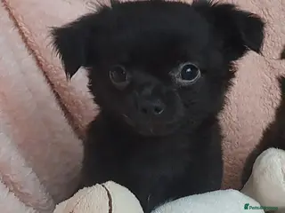 Chihuahua dogs 9 wk old Black long coat Boy chihuahua puppy - Advert 15
