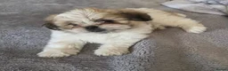 Mixed Breed dogs for sale: Maltese x Pekingese Puppies - Advert 10