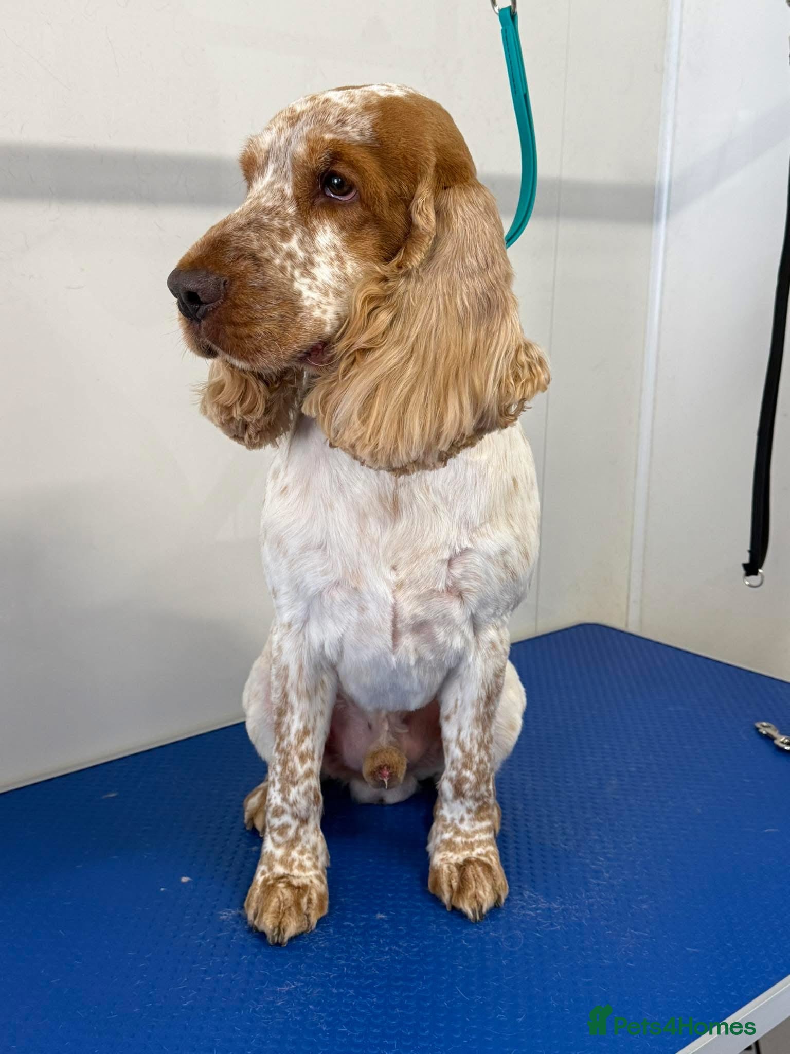 Cocker Spaniel dogs KC DNA TESTED ORANGE ROAN SHOW COCKER SPANIEL STUD - Advert 2