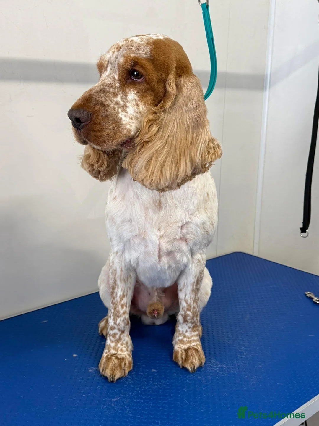 Cocker Spaniel dogs for stud: KC DNA TESTED ORANGE ROAN SHOW COCKER SPANIEL STUD - Advert 1