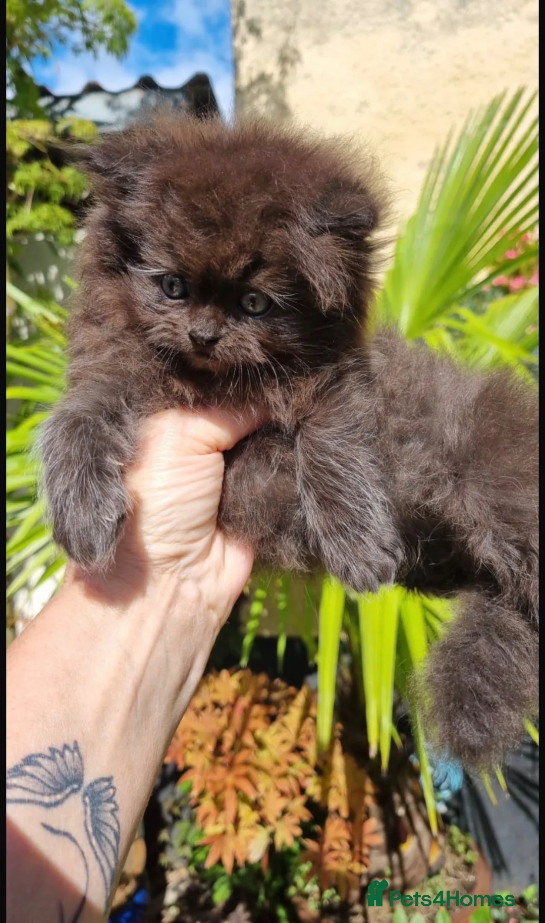 Maine Coon cats for sale: Maine coon x persian - Advert 2