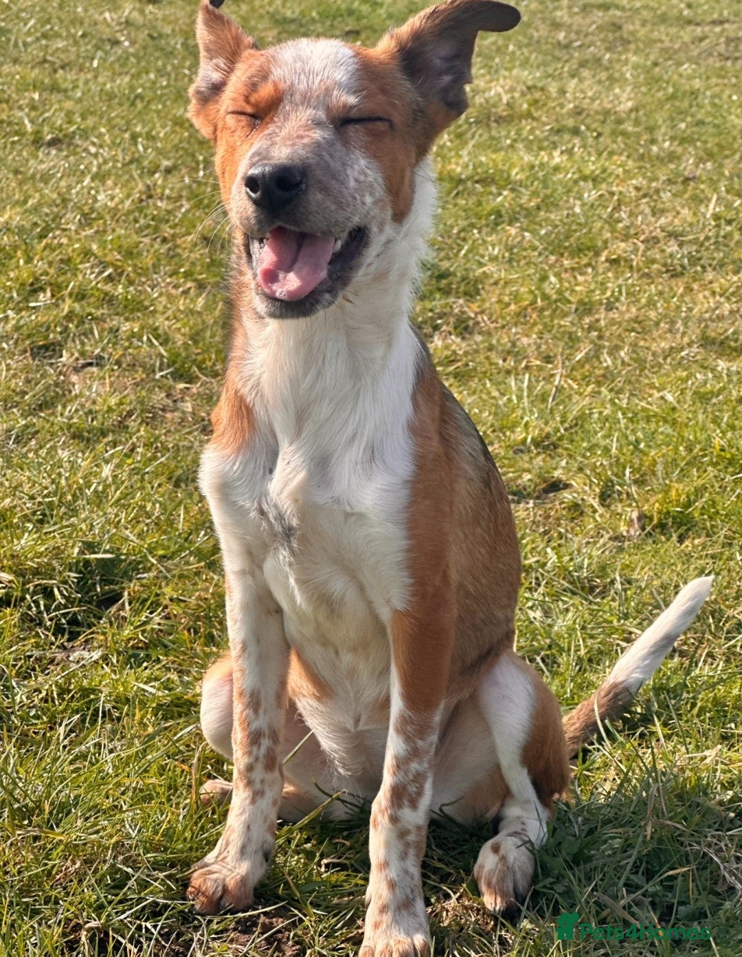 Mixed Breed dogs for sale: 🐾Border Collie x Blue Heeler/Ridgeback Pups🐾 - Advert 14