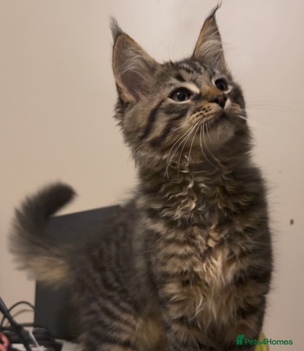 Maine Coon cats Gorgeous Maine Coon Cross Kitten Ready Now!  - Advert 2